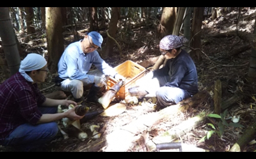 神饌タケノコ 500ｇ入り×3【2026年5月発送分】