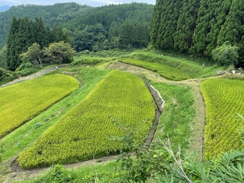 ★10月頭〜発送可能★定期便 ２ヶ月 あかひと米 ひとめぼれ 5kg 精米 月１回 ／ あかひと農園 おいしい ミネラル 米 こめ お米 お取り寄せ 美味しい ブランド オススメ 送料無料 奈良県 宇陀市 ふるさと納税 白米 新米