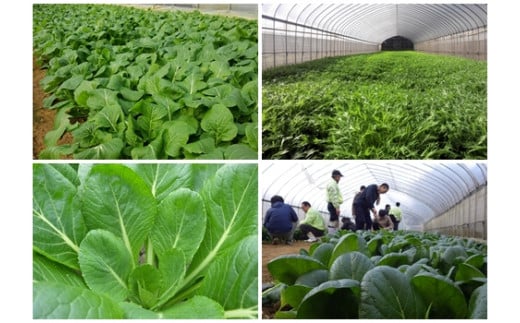 å®æäŸ¿ ïŒã¶æ å±±å£èŸ²å ææ©éè ããŸããã»ããïŒã«ã¬ãŒïŒç®± è©°åã å·èµ æïŒå ïŒãµãããšçŽçš å±±å£èŸ²å ææ©éè äŒçµ±éè ãªãŒã¬ãã㯠ããžã¿ãªã¢ã³ å®æäŸ¿ ã«ã¬ãŒ éèã»ãã 蟲家çŽé è©°ãåãã å¥è¯ç å®éåž