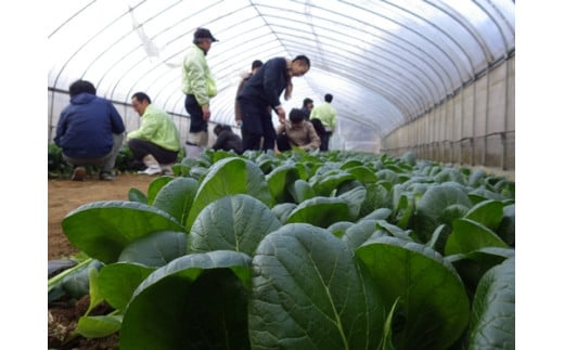 定期便 ３ヶ月 山口農園 有機野菜 おまかせセット＋カレー２箱 詰合せ 冷蔵 月１回 ／山口農園 有機野菜 伝統野菜 オーガニック ベジタリアン 定期便 カレー 無農薬 野菜セット 送料無料 無農薬 農家直送 ふるさと納税 詰め合わせ 奈良県 宇陀市 ふるさと納税