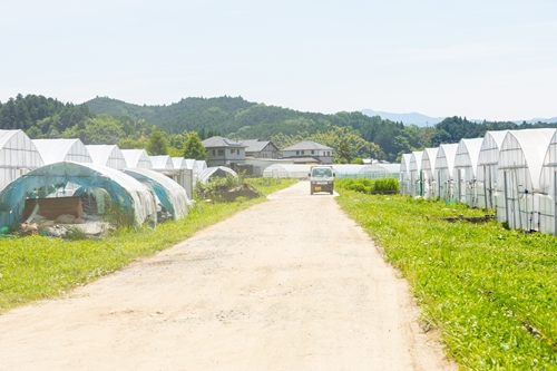 有機農業のお話 現場見学 染物 アート 体験ツアー お土産付 ／ 山口農園 ふるさと納税 チケット 有機野菜 カレー レトルト オーガニックビレッジ 宣言 の街 奈良県 宇陀市 伝統野菜 オーガニック ベジタリアン 無農薬 送料無料 無農薬 ふるさと納税