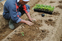 坂本農園 おいしい唐辛子 味くらべ 粉末 柚子 胡椒 ４点セット／万葉 有機肥料 ゆず こしょう からし キャンプ 奈良県 宇陀市