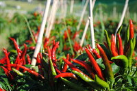 坂本農園 おいしい唐辛子 味くらべ 粉末 柚子 胡椒 ４点セット／万葉 有機肥料 ゆず こしょう からし キャンプ 奈良県 宇陀市