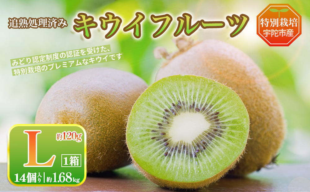 ＜2026年12月～3月順次発送＞プレミアム キウイ フルーツ Lサイズ 14個入 追熟処理済 ／ ふるさと納税 キウイ キウイフルーツ ギフト 栄養 果物 お土産 化学肥料不使用 特別栽培 塩 奈良県 宇陀市 やまとファームJAPAN