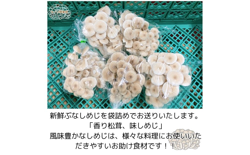 宇陀市産 ぶなしめじ 150g × 16パック / キノコ倶楽部 しめじ キノコ きのこ 菌床 鍋料理 鍋 送料無料 農家直送 ふるさと納税 詰め合わせ 奈良県 宇陀市