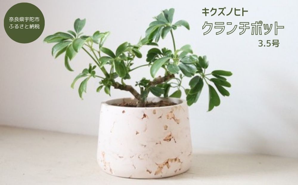 クランチポット3.5号 / おしゃれ 木製 プランター 植木鉢 インテリア 室内 プレゼント 贈答品 キクズノヒト 奈良県 宇陀市 ふるさと納税