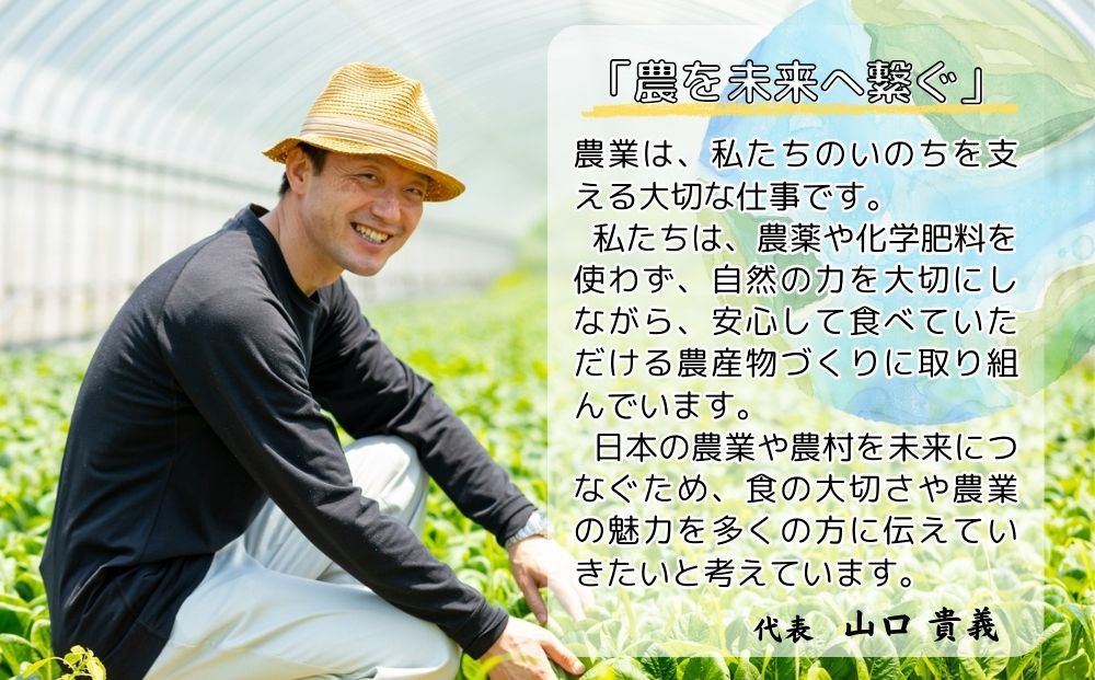 農家のたっぷり野菜カレー ２０個／ふるさと納税 山口農園 有機野菜 オーガニック 伝統野菜 レトルト 詰め合わせ カレー ギフト カレーセット スパイス 飯 キャンプお取り寄せ 奈良県 宇陀市 ご当地 簡単 お歳暮 暑中見舞い 保存 時短 国産 保存食 