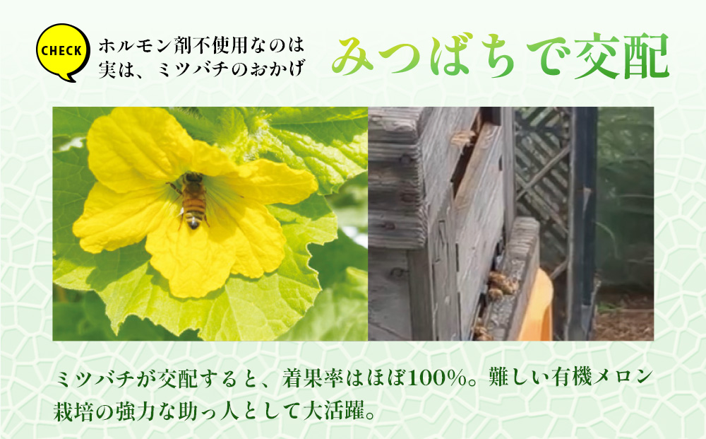 【期間限定】有機メロン「あま玉」1玉 Lサイズ 1.4kg～【R8年7月15日より順次発送】