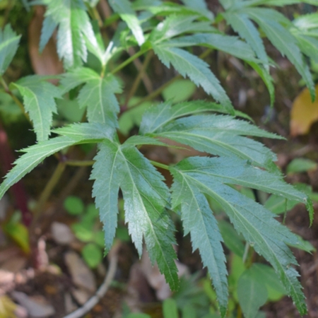 【むろうはちみつ】プロポリス入りはちみつ当帰のど飴２ヶセット 室生 蜂蜜 薬草 薬膳 大和当帰　当帰葉 父の日 母の日 プレゼント 手土産 お取り寄せ 結婚祝い 内祝い お中元 贈答用 贈り物 暑中見舞い お土産 国産 紅茶 非加熱 無添加 純粋 セット ふるさと納税 ハチミツ 蜂蜜 送料無料