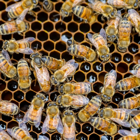 【むろうはちみつ】プロポリス入りはちみつ当帰のど飴２ヶセット 室生 蜂蜜 薬草 薬膳 大和当帰　当帰葉 父の日 母の日 プレゼント 手土産 お取り寄せ 結婚祝い 内祝い お中元 贈答用 贈り物 暑中見舞い お土産 国産 紅茶 非加熱 無添加 純粋 セット ふるさと納税 ハチミツ 蜂蜜 送料無料