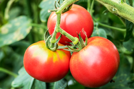 èŸ²å®¶ã®æäœãããªã³ã¯ã»ãã ããã ãžã¥ãŒã¹ åç²§ç®±å
¥(1LÃ2æ¬)3ã»ããïŒ ãªã³ãã³ éèãžã¥ãŒã¹ 飲æ ãšãŸãš èŽãç© ã®ãã çå·¥æ¿æ°ãŸãŸå± å¥è¯ç å®éåž ãµãããšçŽçš