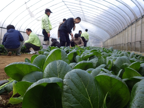 （チルド）山口農園　有機野菜　おまかせセット ＋ カレー２箱　詰合せ / 山口農園 有機野菜 伝統野菜 オーガニック ベジタリアン 定期便 カレー 無農薬 野菜セット 送料無料 無農薬 農家直送 ふるさと納税 詰め合わせ 奈良県 宇陀市 ふるさと納税有機野菜 セット カレー オーガニック チルド 有機野菜 セット カレー オーガニック チルド 有機野菜 セット カレー オーガニック チルド 有機野菜 セット カレー オーガニック チルド 有機野菜 セット カレー オーガニック チルド 有機野菜