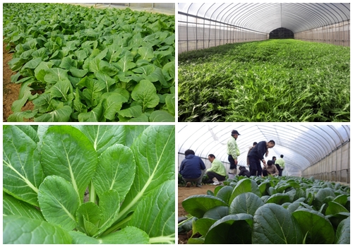 （チルド）　山口農園　有機野菜　おまかせセット ／山口農園 有機野菜 伝統野菜 オーガニック ベジタリアン 無農薬 野菜セット 送料無料 無農薬 農家直送 ふるさと納税 詰め合わせ 奈良県 宇陀市 ふるさと納税 野菜 無農薬 チルド 有機野菜 オーガニック セット チルド 有機野菜 オーガニック セット チルド 有機野菜 オーガニック セット チルド 有機野菜 オーガニック セット チルド 有機野菜 オーガニック セット チルド 有機野菜 オーガニック セット チルド 有機野菜 オーガニック 