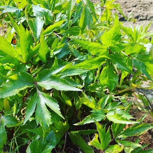 宇陀市産 大和当帰×よもぎ蒸し 40分 利用券（１回分）