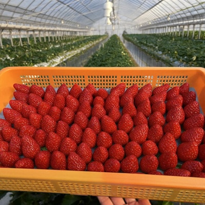 ãã¡ããå€éœè¯ã»ããšã2ããã¯(8ã15ç²å
¥ã/1pc)ãé
éäžå¯å°åïŒé¢å³¶ã»åæµ·éã»æ²çžçã»æ±åãã1685936ã