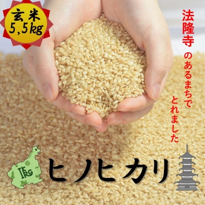 世界遺産「法隆寺」のあるまちで採れた玄米【ヒノヒカリ】5.5kg　令和7年産【1756272】