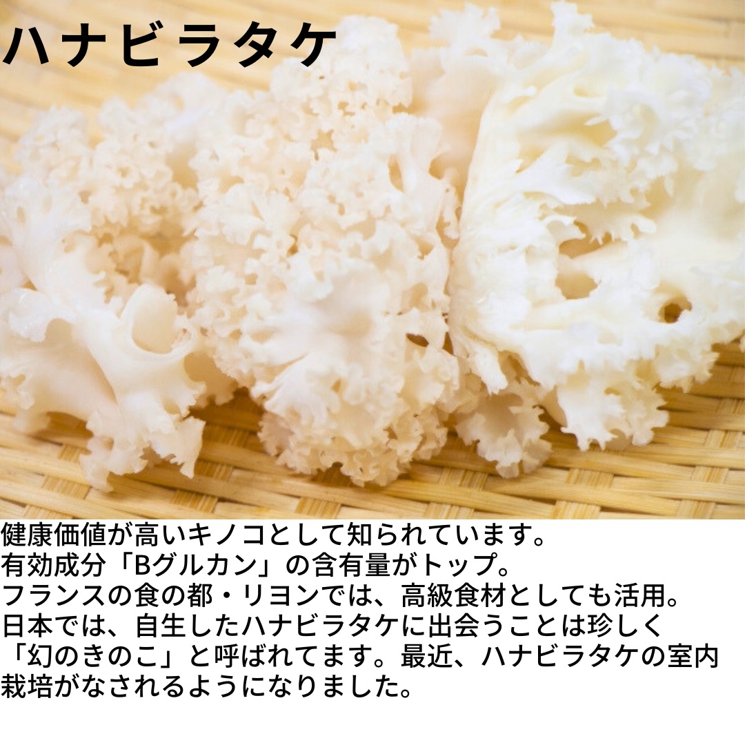 ハナビラタケパウダー 幻のきのこ 1袋 (100g×1) ～ 3袋 (100g×3)キノコ ハナビラタケ 大和菌学研究所：１袋