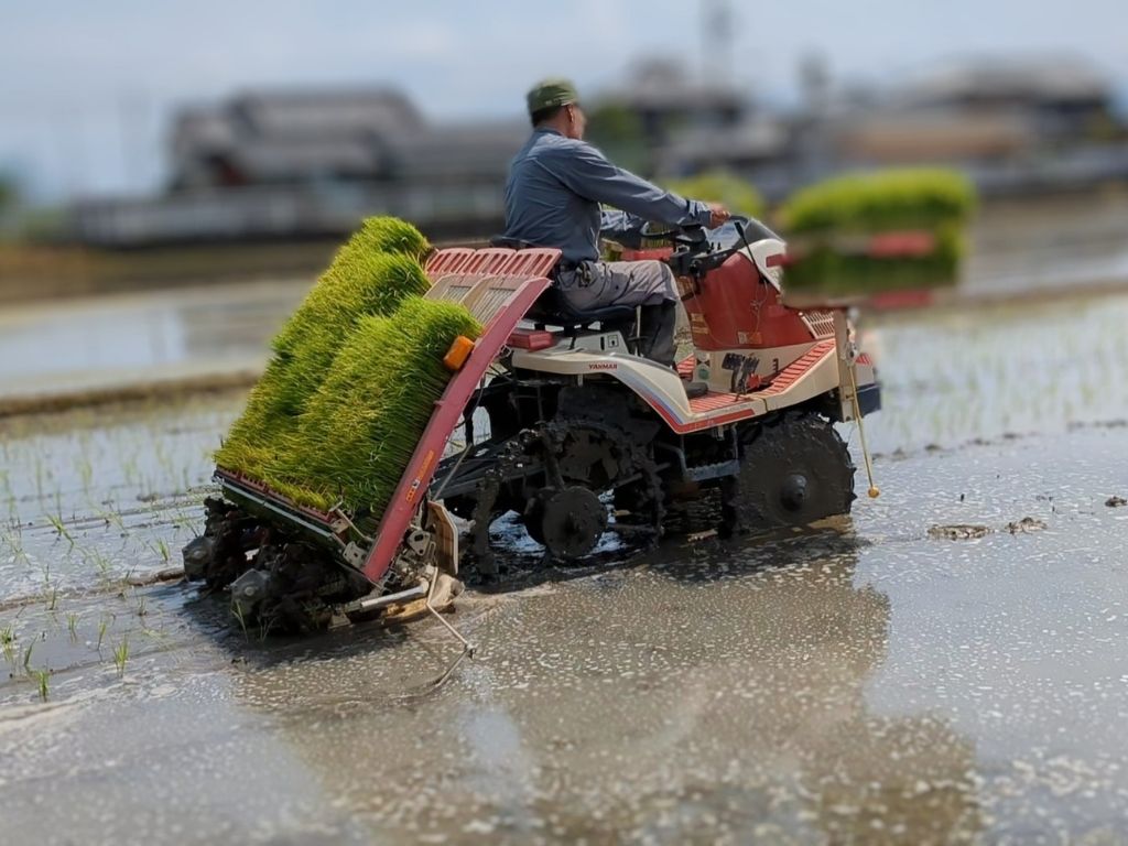 ãã²ã®ã²ãããçœç±³ 5kg å¿åããã䞹粟蟌ããŠäœã£ãç±³ å¥è¯ç äžå®
çº ãããã«ãª ãããã å·ããŠã ãã¡ãã¡ å è¥ããã©ã«æ œå¹ç±³