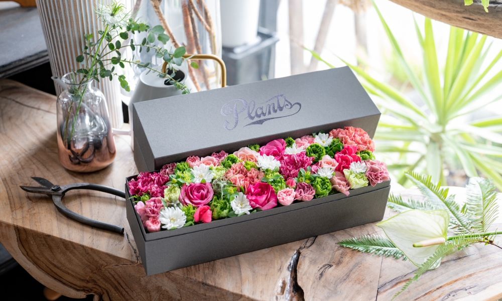 The Plants ãã©ã¯ãŒããã¯ã¹ ã®ãã å·èµ ãããã è±æ ãã©ã¯ãŒã¢ã¬ã³ãžã¡ã³ã æ¯ã®æ¥ çè±