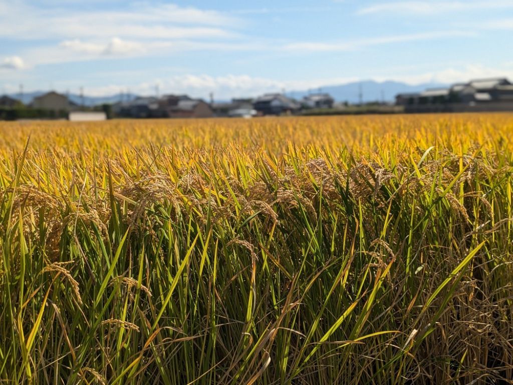 「ひのひかり」玄米 5kg 志埜さんが丹精込めて作った 米 奈良県 三宅町 ヒノヒカリ おいしい 冷めても もちもち 堆肥ミネラル栽培米