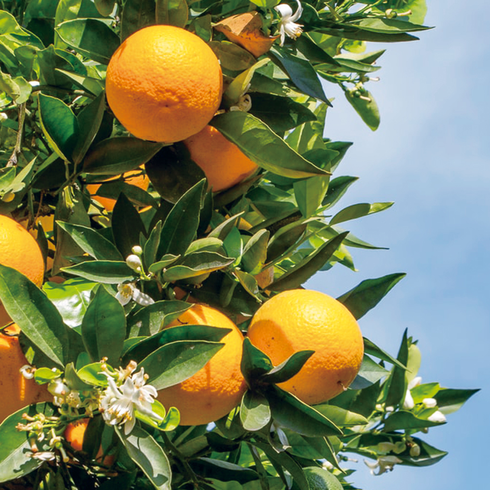 木と果 リードディフューザー 190 ( ラベンダー ＆ オレンジ )  晴香堂 HARUKADO 天然精油 100％ ルームフレグランス 芳香剤 インテリア アロマ 天然香料 香り プレゼント ギフト