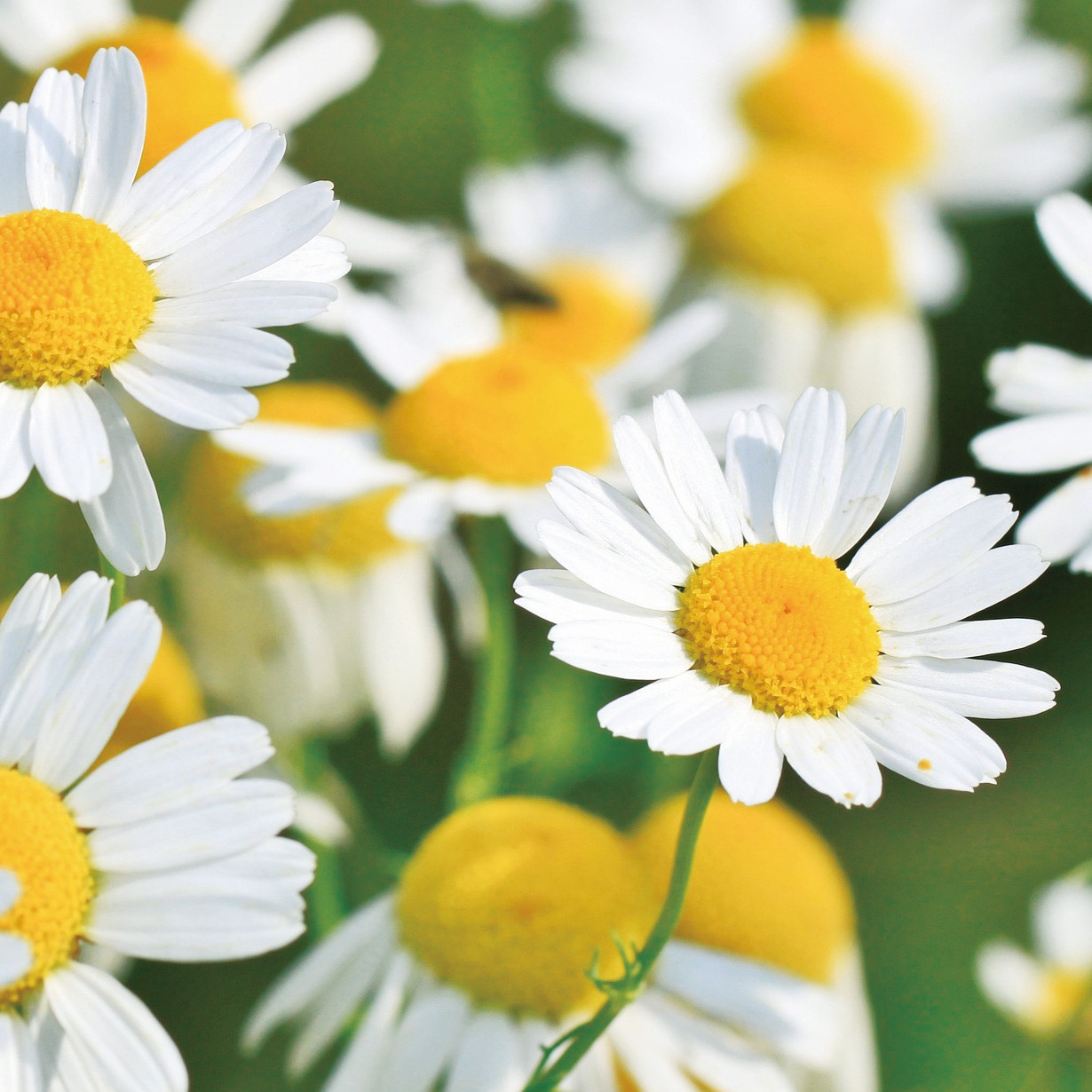木と果 消臭クリップ つけかえ用 リツェアクベバ ＆ カモミール 晴香堂 HARUKADO 車用 芳香剤 フレグランス