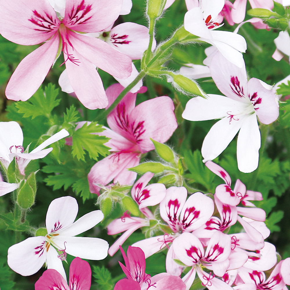 æšãšæ ãªãŒããã£ãã¥ãŒã¶ãŒ 190 ( ãŒã©ããŠã ïŒ ãã«ã¬ã¢ãã ) æŽéŠå HARUKADO 倩ç¶ç²Ÿæ²¹ 100ïŒ
ã«ãŒã ãã¬ã°ã©ã³ã¹ è³éŠå€ ã€ã³ããªã¢ ã¢ãã 倩ç¶éŠæ éŠã ãã¬ãŒã³ã ã®ãã