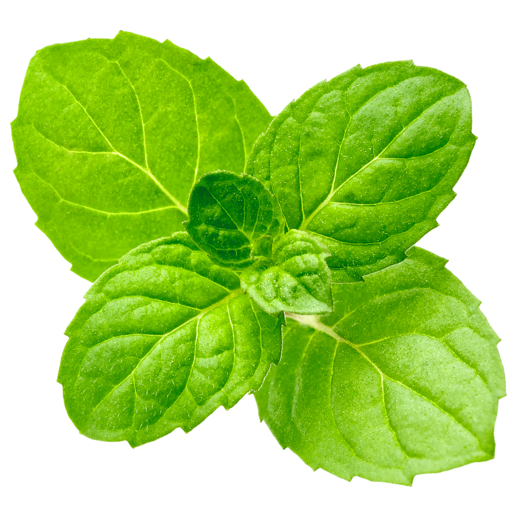 木と果 消臭クリップ つけかえ用 ミント ＆ ユーカリ 晴香堂 HARUKADO 車用 芳香剤 フレグランス