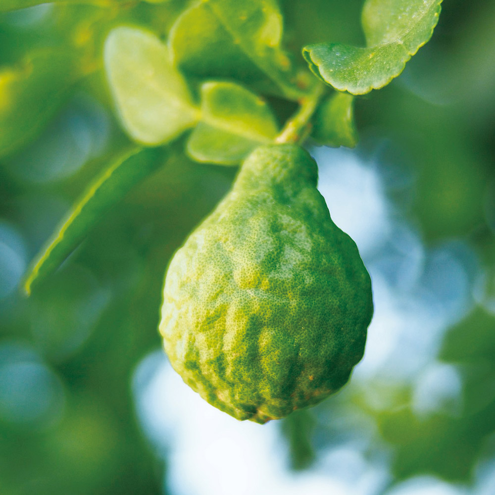 æšãšæ ãªãŒããã£ãã¥ãŒã¶ãŒ 190 ( ãŒã©ããŠã ïŒ ãã«ã¬ã¢ãã ) æŽéŠå HARUKADO 倩ç¶ç²Ÿæ²¹ 100ïŒ
ã«ãŒã ãã¬ã°ã©ã³ã¹ è³éŠå€ ã€ã³ããªã¢ ã¢ãã 倩ç¶éŠæ éŠã ãã¬ãŒã³ã ã®ãã