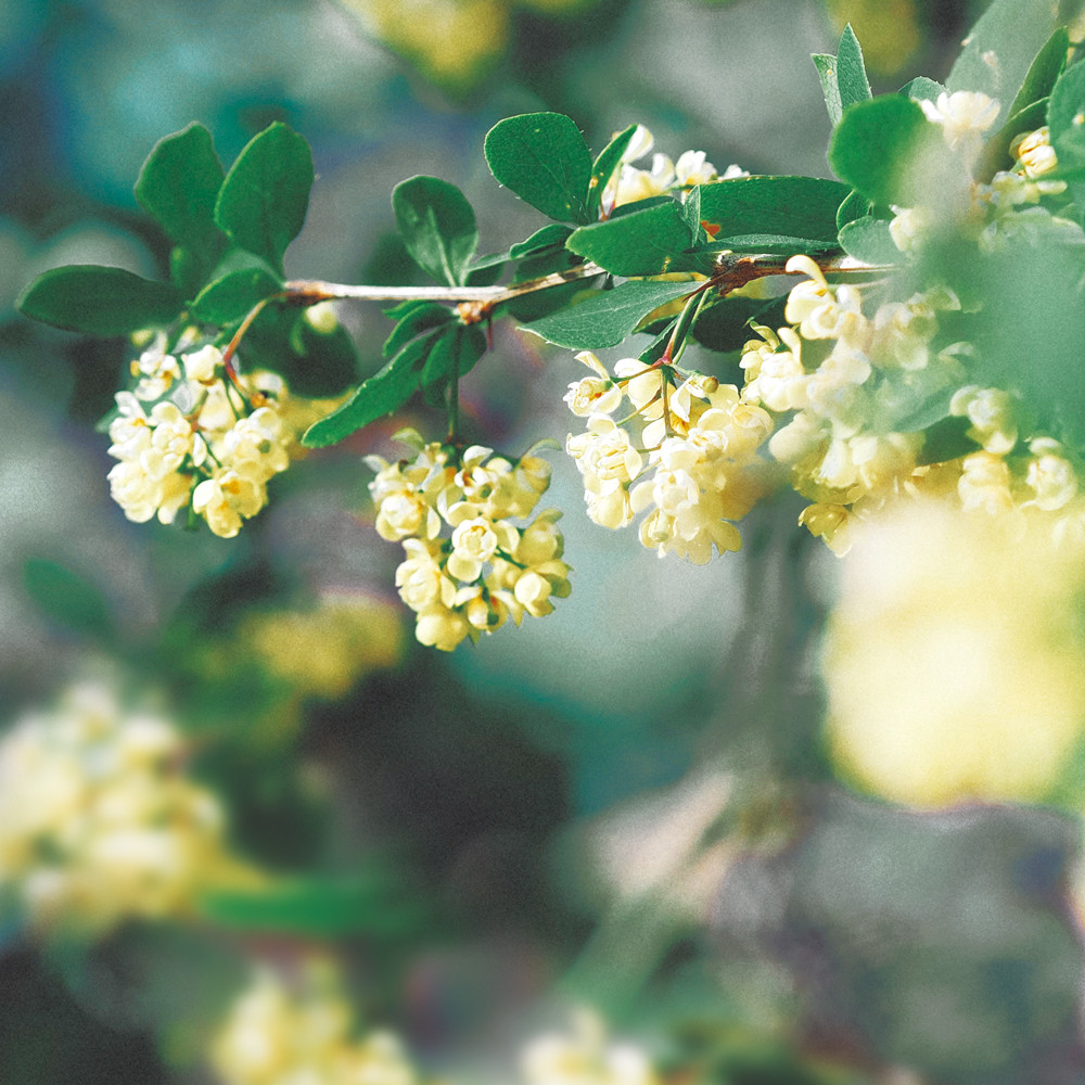 木と果 消臭クリップ つけかえ用 リツェアクベバ ＆ カモミール 晴香堂 HARUKADO 車用 芳香剤 フレグランス