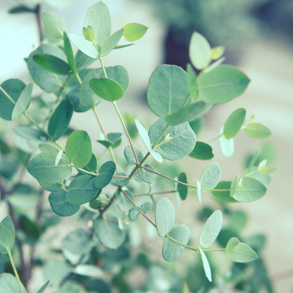 木と果 消臭クリップ つけかえ用 ミント ＆ ユーカリ 晴香堂 HARUKADO 車用 芳香剤 フレグランス