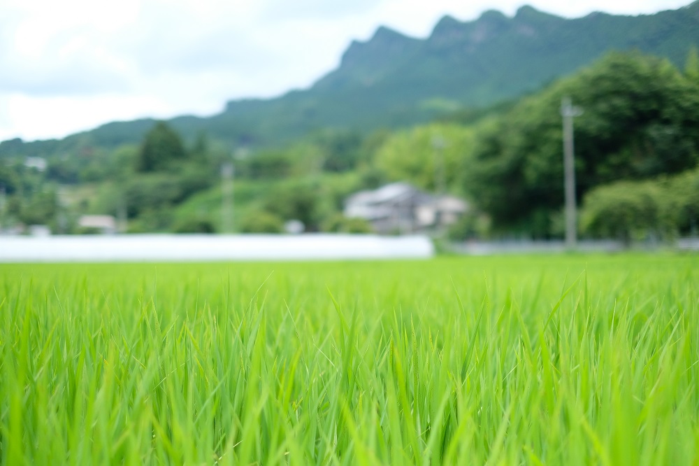 【令和7年産(特別栽培米)】曽爾村ブランド米(コシヒカリ)10kg(白米)