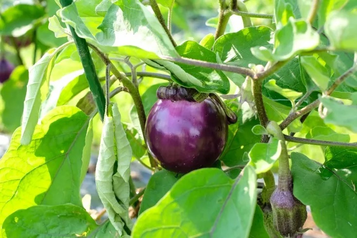 【2026年7月より順次発送】曽爾高原夏野菜５種５品３ヶ月定期便