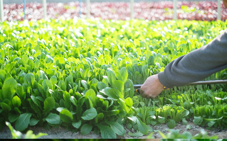曽爾村の旬野菜と加工品の詰め合わせ お試しセット // 野菜 加工品 少量セット 味見 お試し