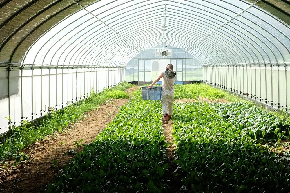 【2026年7月より順次発送】曽爾高原夏野菜５種５品３ヶ月定期便