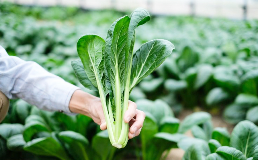 曽爾村の旬野菜と加工品の詰め合わせ お試しセット // 野菜 加工品 少量セット 味見 お試し