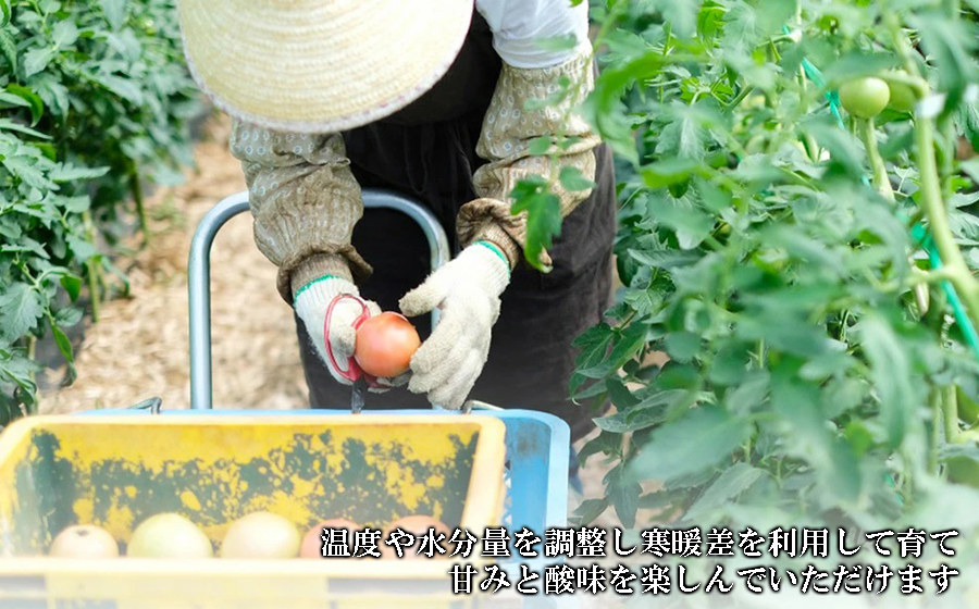 縲先・オ豼謳セ繧翫第嵜辷セ鬮伜次迚ケ逕」繝医槭ヨ縺ョ辟。豺サ蜉100シ繝医槭ヨ繧ク繝・繝シ繧ケ1000mlテ2譛ャ繧サ繝繝