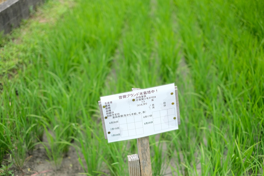 【令和7年産(特別栽培米)】曽爾村ブランド米(コシヒカリ)10kg(白米)