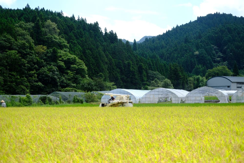 【令和7年産(特別栽培米)】曽爾村ブランド米(コシヒカリ)10kg(白米)