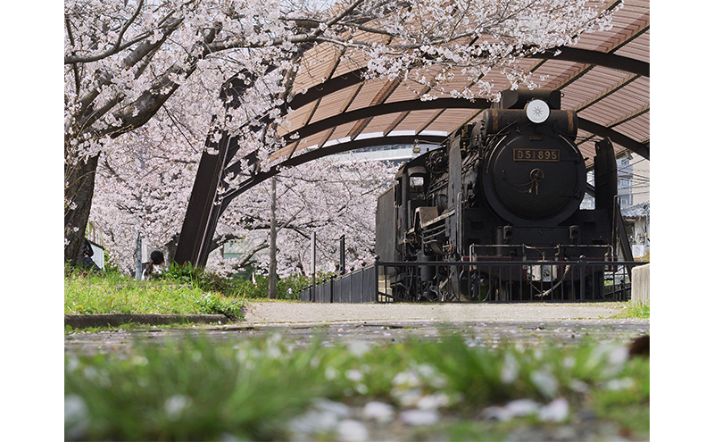 アートパネル　汽車と桜 織物 フォトグラファー 下村綱起 撮影 風景 動物 写真 厳選 作品 フェルト 生地 オリジナル インテリア プレゼント 癒し