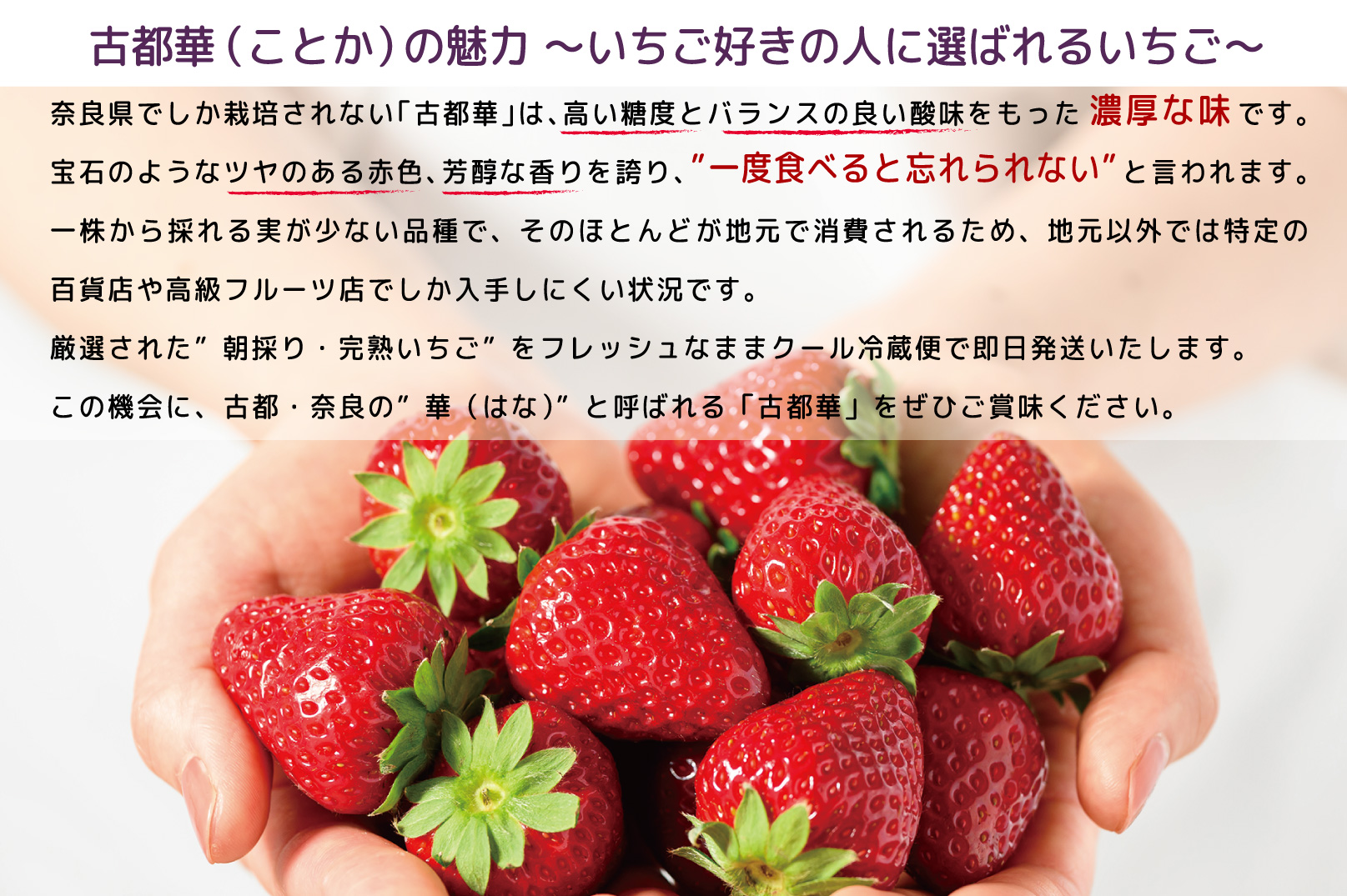 【2月発送】奈良県特産 高級ブランドいちご「古都華」// いちご イチゴ 古都華 フルーツ 果物 旬 限定 ブランド いちご イチゴ 古都華 フルーツ 果物 旬 限定 ブランド 朝採り 完熟 いちご ことか イチゴ 先行予約 古都華 数量限定 古都華 甘い 先行受付 予約