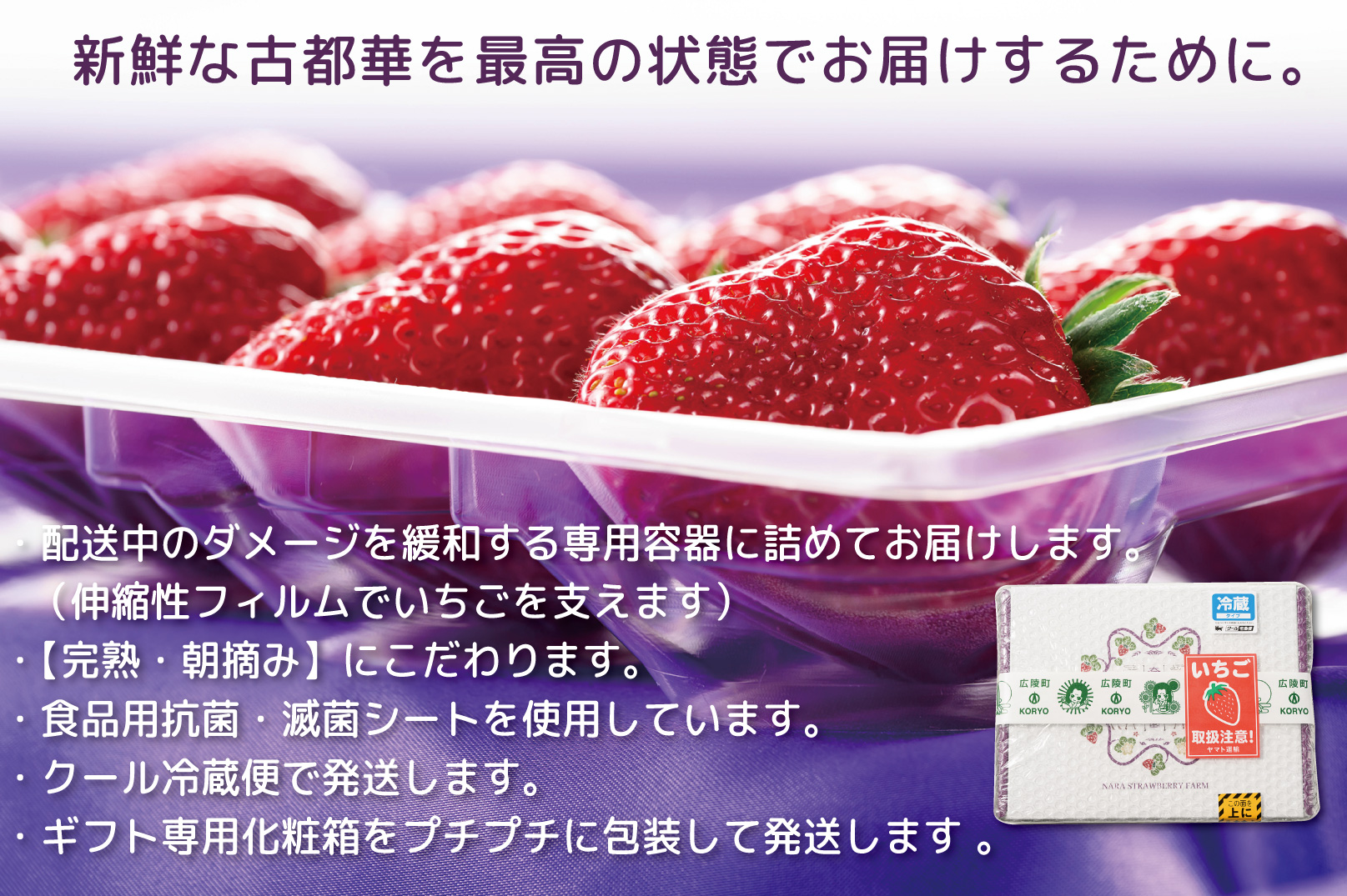 【12・1・2・3月発送】奈良県特産 高級ブランドいちご「古都華」旬の４ヶ月定期便 // いちご イチゴ 古都華 フルーツ 果物 旬 限定 ブランド いちご イチゴ 古都華 フルーツ 果物 旬 限定 ブランド 朝採り 完熟 いちご ことか イチゴ 先行予約 古都華 数量限定 古都華 甘い 先行受付 予約