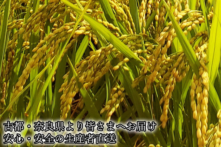 【新米先行受付】【令和6年度産】【11月上旬より順次発送予定】広陵町産ヒノヒカリ白米10kg 私たちも食べている安心安全のヒノヒカリを皆様にお届け /// 米 白米 10kg ヒノヒカリ ひのひかり広陵町産ヒノヒカリ白米5kg 私たちも食べている安心安全のヒノヒカリを皆様にお届け /// 米 白米 5kg ヒノヒカリ ひのひかり