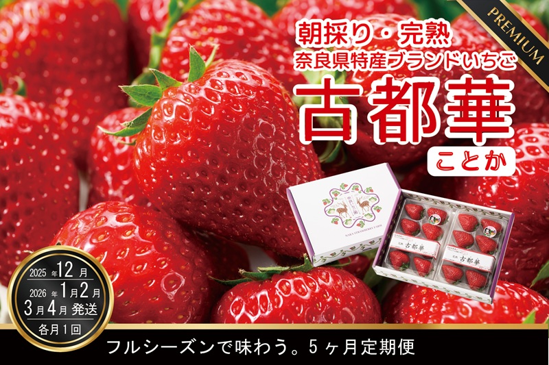 【12月26日決済完了分まで年内発送】【12・1・2・3・4月発送】奈良県特産 高級ブランドいちご「古都華」旬の５ヶ月定期便 // いちご イチゴ 古都華 フルーツ 果物 旬 限定 ブランド いちご イチゴ 古都華 フルーツ 果物 旬 限定 ブランド 朝採り 完熟 いちご ことか イチゴ 先行予約 古都華 数量限定 古都華 甘い 先行受付 予約// いちご イチゴ 古都華 フルーツ 果物 旬 限定 ブランド 定期便 朝採り 完熟 いちご ことか イチゴ 先行予約 贈答用 ギフト 化粧箱