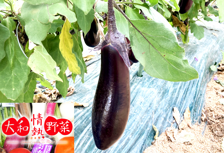 大和情熱野菜の玉手箱／旬の野菜セット///旬 野菜 季節 セット 詰合せ 厳選 春 夏 秋 冬 直送 農家 無農薬 奈良県 広陵町