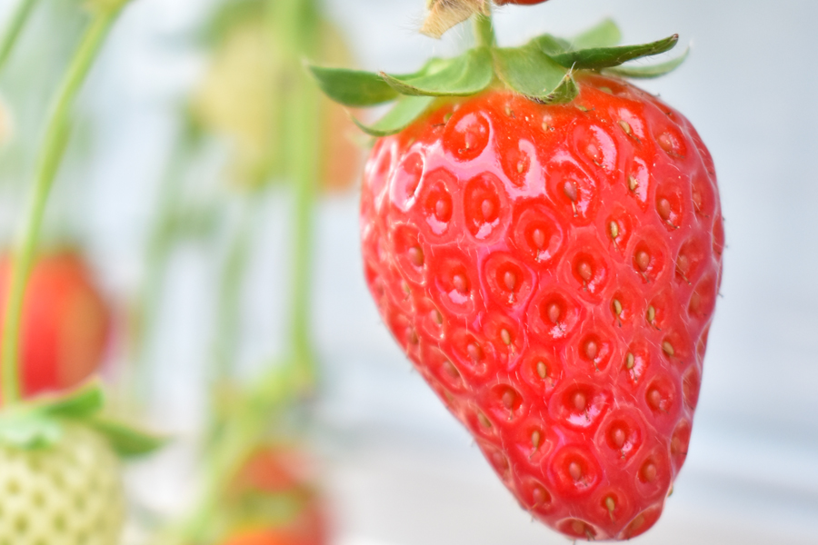 ãå
è¡äºçŽããå€éœè¯ã1ãã㯠2026幎1æçºé ///èº ãã¡ã ã€ã㎠ã¹ããããªãŒ å€éœè¯ å¥è¯ å¥è¯ç åºéµçº çç£è
çŽé çŽé å³éž æ°ééå® æ¬ ãã«ãŒã çã å®ç æç©