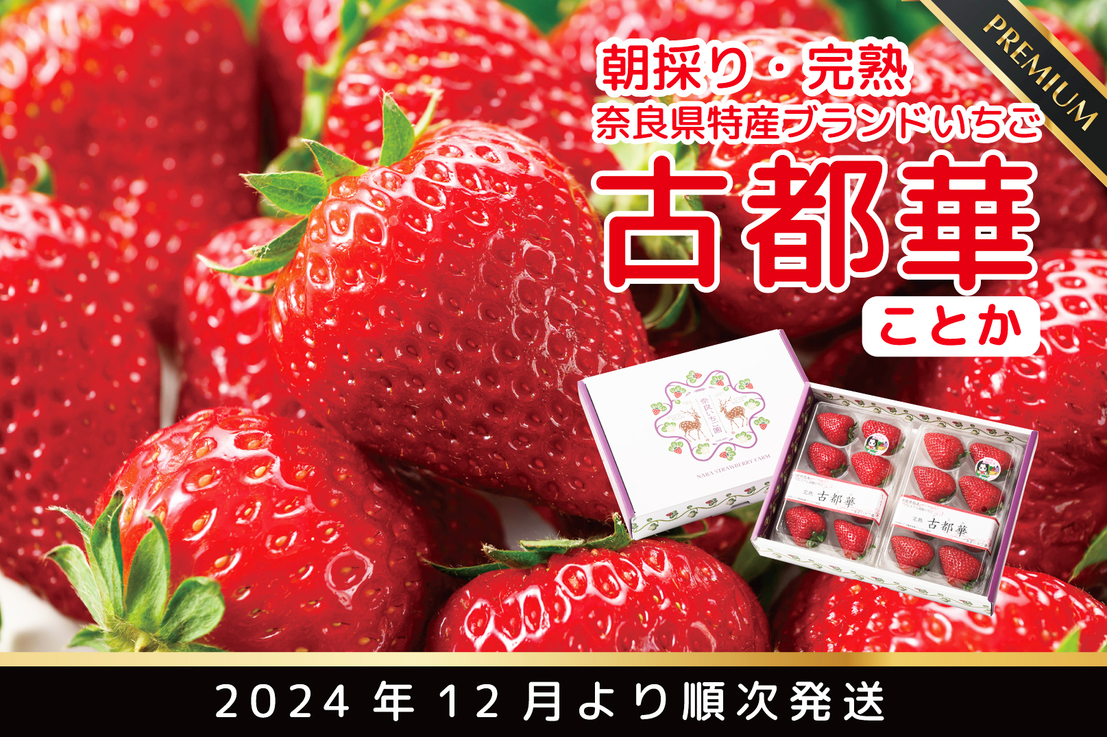 12月より順次発送奈良県特産 朝採り高級ブランドいちご「古都華」 // いちご イチゴ 古都華 フルーツ 果物 旬 限定 ブランド 朝採り 完熟 いちご ことか イチゴ 先行予約 古都華 数量限定 古都華 甘い 先行受付 予約