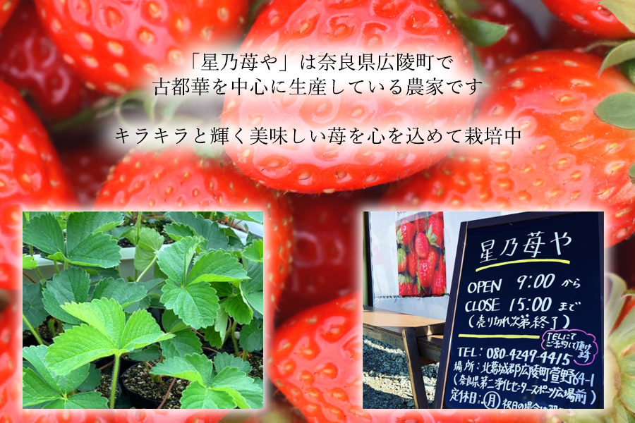 【先行予約】【古都華】2パック 2026年3月発送 ///苺 いちご イチゴ ストロベリー  古都華 奈良 奈良県 広陵町 生産者直送  直送 厳選 数量限定 旬 フルーツ 甘い 完熟 果物