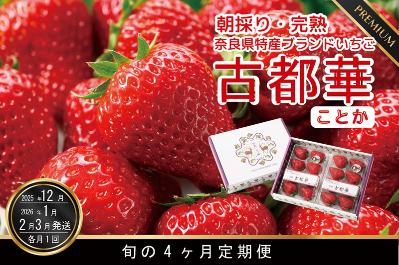 【12月26日決済完了分まで年内発送】【12・1・2・3月発送】奈良県特産 高級ブランドいちご「古都華」旬の４ヶ月定期便 // いちご イチゴ 古都華 フルーツ 果物 旬 限定 ブランド いちご イチゴ 古都華 フルーツ 果物 旬 限定 ブランド 朝採り 完熟 いちご ことか イチゴ 先行予約 古都華 数量限定 古都華 甘い 先行受付 予約// いちご イチゴ 古都華 フルーツ 果物 旬 限定 ブランド 定期便 朝採り 完熟 いちご ことか イチゴ 先行予約 贈答用 ギフト 化粧箱