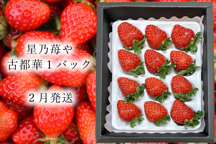 【先行予約】【古都華】1パック 2026年2月発送 ///苺 いちご イチゴ ストロベリー  古都華 奈良 奈良県 広陵町 生産者直送  直送 厳選 数量限定 旬 フルーツ 甘い 完熟 果物